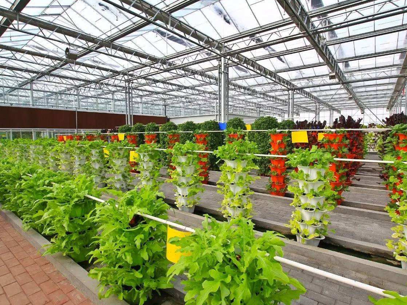 蔬菜分為哪幾大類(lèi)？你知道嗎？