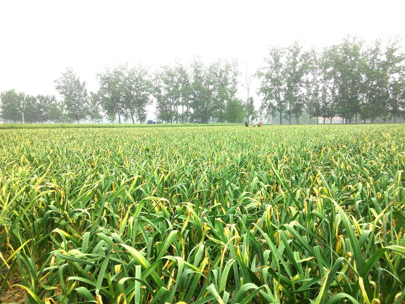 大蒜秋播栽培技術(shù)